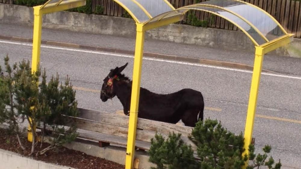 Audi vs. Esel © Elisabeth Steinhauser