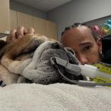 Lewis Hamilton bangt um seinen Hund.