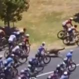 Das Känguru in der Rad-Menge.