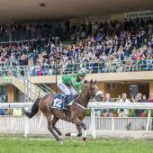 Was ein Spektakel: Mehr als 10.000 Zuschauer jubelten 2024  Speed Emile beim Sieg im 85. Großen Preis Meran  zu. Am Sonntag ist das französische  Pferd mit Jockey Baptiste Le Clerc erneut am Start. © FOTO PRESS ARIGOSSI