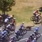 Das Känguru in der Rad-Menge.