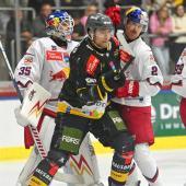 Les loups veulent tenir tête aux taureaux. © Iwan Foppa