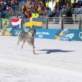 Dieser Hund sorgte für eine kuriose Szene bei der Langlauf-Quali am Mittwochvormittag.
