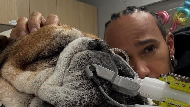 Lewis Hamilton is worried about his dog.