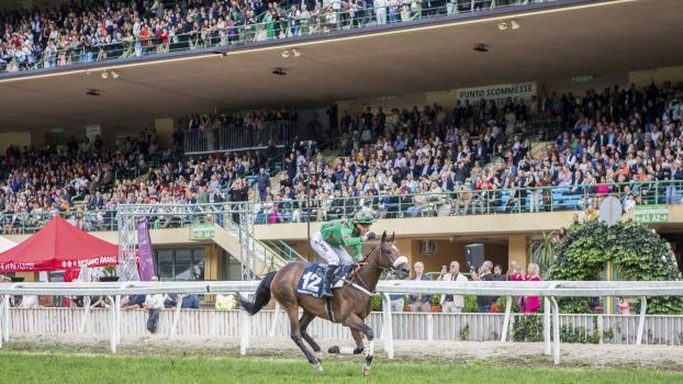What a spectacle: More than 10.000 spectators cheered Speed ​​Emile on his victory in the 85th Merano Grand Prix in 2024. The French horse will be back in action on Sunday with jockey Baptiste Le Clerc. © FOTO PRESS ARIGOSSI