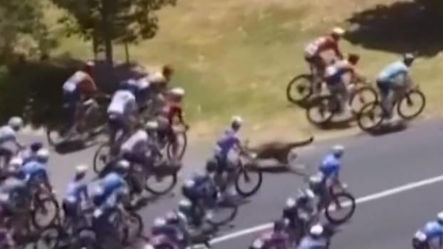 Das Känguru in der Rad-Menge.