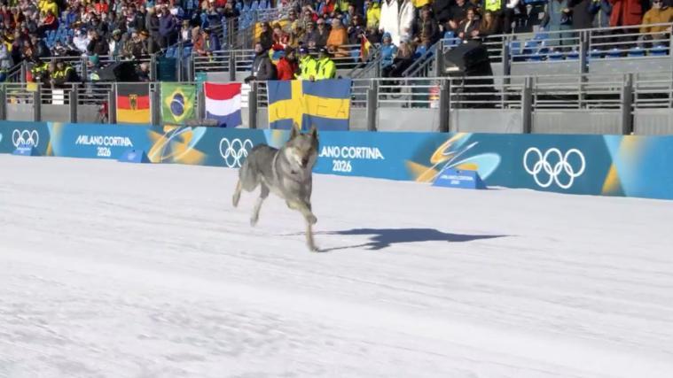 Dieser Hund sorgte für eine kuriose Szene bei der Langlauf-Quali am Mittwochvormittag.