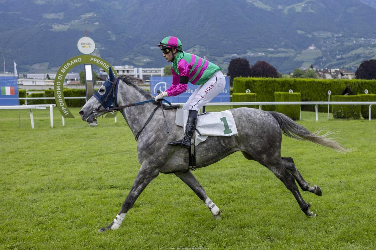 Ein gewohntes Bild in der zu Ende gegangenen Saison auf dem Meraner Pferderennplatz: Jockey Gabriele Agus ging  in den vergangenen fünf Monaten 63 Mal an den Start und überquerte 14 Mal als Erster die Ziellinie. © FOTOPRESS ARIGOSSI