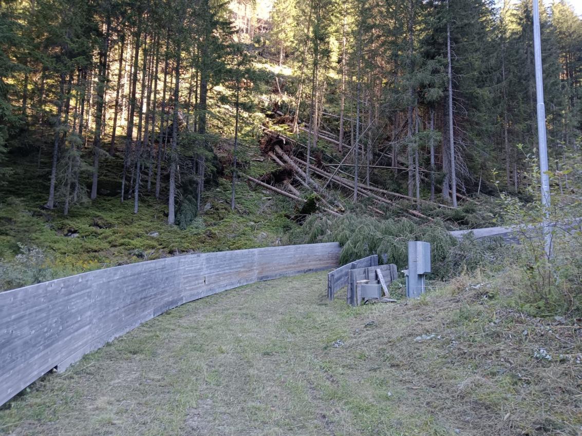 Fichten sind über die Rodelbahn gestürzt © privat